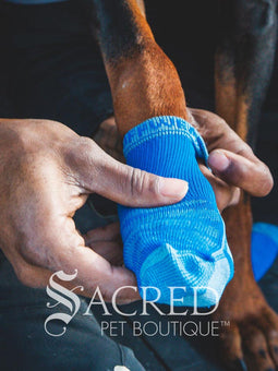 The owner is sitting in the back of a car. His Doberman dog has a full set of Bark'n'Boot liners on and is having his first boot fitted. The dog is patiently watching what the owner is doing.