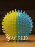 The squeaky spiky Galaxy balls are in two colour combinations. This large one is blue with green. It sits on a wooden table with a wood plank background wall.