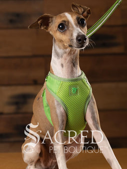 EasyGO pet harness
