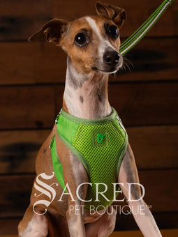 EasyGO pet harness
