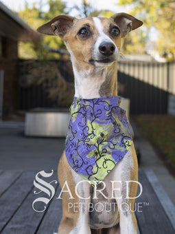 Italian greyhound dog wearing a purple poppy patterned ANZAC memorial bandana with 'Sacred Pet Boutique' watermark.