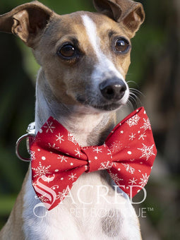 Dog wearing a blue bow tie with 'Sacred Pet Boutique' branding.
