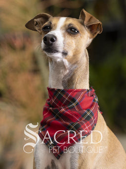 Italian greyhound dog wearing a purple poppy patterned ANZAC memorial bandana with 'Sacred Pet Boutique' watermark.