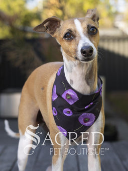Italian greyhound dog wearing a purple poppy patterned ANZAC memorial bandana with 'Sacred Pet Boutique' watermark.