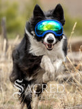 Rex Specs V2