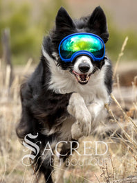 A black and white border collie dog wearing blue Rex Specs goggles is seen running in long dry grass. The goggles feature a green mirrored lens. The image has a white Sacred Pet Boutique watermark.