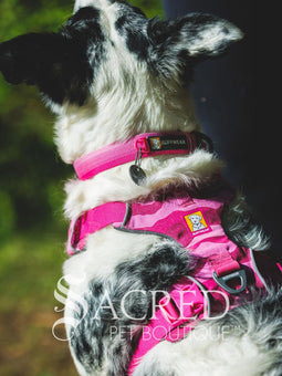 Front Range Collar