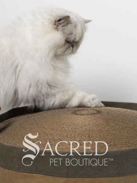 A Chinchilla Persian cat scratching the top of a brown cardboard cat scratcher in front of a white wall with a white 'Sacred Pet Boutique' watermark