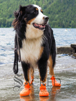 WagWellies Mojave