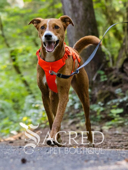 A brown and white dog walking on a forest path wearing a bright blaze orange harness with a blue leash attached. A 'Sacred Pet Boutique' watermark is visible at the bottom.
