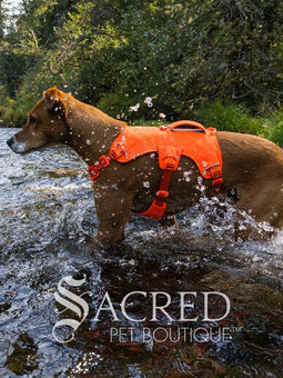 A brown and white dog walking on a forest path wearing a bright blaze orange harness with a blue leash attached. A 'Sacred Pet Boutique' watermark is visible at the bottom.