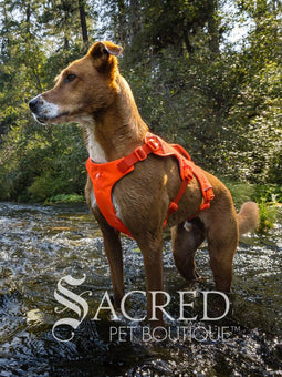 A brown and white dog walking on a forest path wearing a bright blaze orange harness with a blue leash attached. A 'Sacred Pet Boutique' watermark is visible at the bottom.