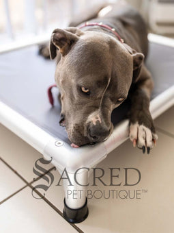 ChewProof Dog Beds