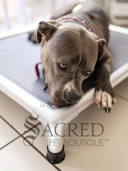 ChewProof guaranteed indestructible Dog Beds – Sacred Pet