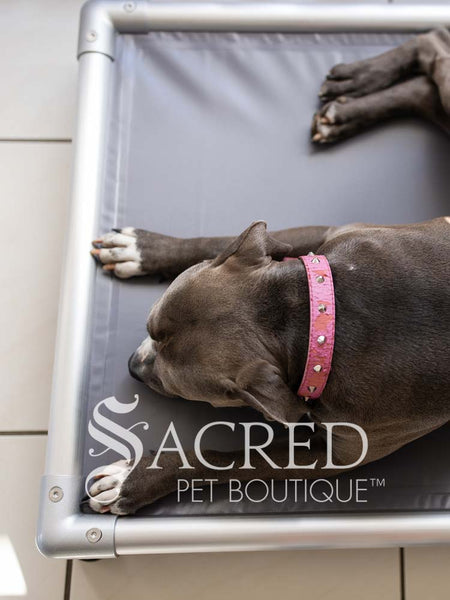 ChewProof guaranteed indestructible Dog Beds – Sacred Pet Boutique