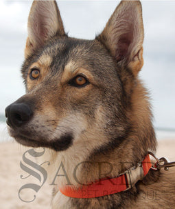 Everyday Dog Collar