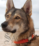 Everyday Dog Collar