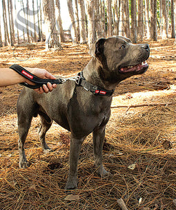 Neo Mongrel Leash