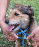 K9 Bridle