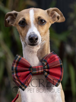 Dog wearing a blue bow tie with 'Sacred Pet Boutique' branding.