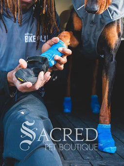 The owner is sitting in the back of a car. His Doberman dog has a full set of Bark'n'Boot liners on and is having his first boot fitted. The dog is patiently watching what the owner is doing.