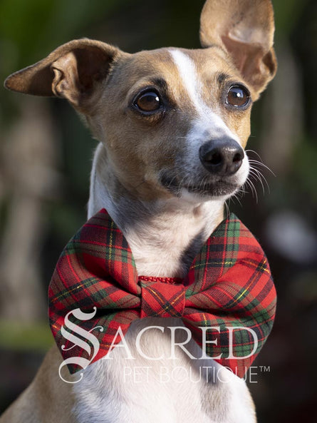 Dog wearing a red plaid bow tie with 'Sacred Pet Boutique' branding.