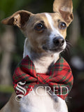 Dog wearing a red plaid bow tie with 'Sacred Pet Boutique' branding.