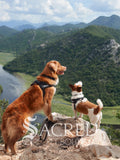 Dogs Ricky and Daisy wear black Express Harnesses, an Ezydog collar and leash. They are standing on rocks overlooking a valley with a river and more hills in the background. The velcro name tags are the custom Ezydog name tags that can be ordered.