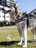 A husky breed dog wears a black Express Harness and is standing on grass outside a high rise apartment building. The velcro name tag is the standard Ezydog name tag that comes with every Express harness. The dog is leashed with an Ezydog black leash. With Sacred Pet Boutique watermark.
