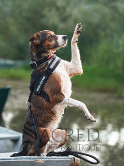 Dogs Ricky and Daisy wear black Express Harnesses, an Ezydog collar and leash. They are standing on rocks overlooking a valley with a river and more hills in the background. The velcro name tags are the custom Ezydog name tags that can be ordered. Sacred Pet Boutique watermark.