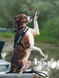A mixed breed dog wears a black Express Harness, an Ezydog collar and leash and is sitting in a boat on water. The velcro name tag is the standard Ezydog name tag that comes with every Express harness. With Sacred Pet Boutique watermark.