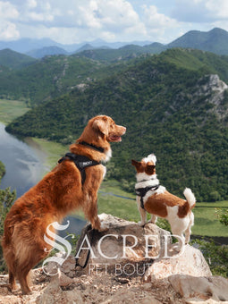 Dogs Ricky and Daisy wear black Express Harnesses, an Ezydog collar and leash. They are standing on rocks overlooking a valley with a river and more hills in the background. The velcro name tags are the custom Ezydog name tags that can be ordered. Sacred Pet Boutique watermark.