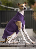 An Italian Greyhound dog sitting on a wooden platform in an outdoor setting wearing a Huckleberry purple Goldpaw Stretch Fleece. A Sacred Pet Boutique watermark across the bottom.