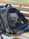 A small white dog sits inside a navy pet carrier backpack with orange trim, placed on a wooden bench outdoors. The backpack has a top handle, zippered opening, and side mesh panels. It is being used as a standard carrier. With a white "Sacred Pet Boutique" watermark