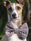 Dog wearing an indigenous art patterned bow tie with 'Sacred Pet Boutique' branding.