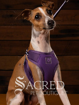 An Italian Greyhound dog wearing a black and white tuxedo style EasyGO pet harness with a bright red plush bow tie. A white fabric triangle mimics a formal dress shirt. The dog is sitting upright in front of a rustic background of horizontal wood planks with a white Sacred Pet Boutique watermark at the bottom of the image. 