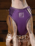 A close up view of an Italian Greyhound dog that is outfitted in a purple, breathable mesh step in style harness which is designed for small dogs and cats. It provided a comfortable buckle free fit using a simple slide down clip. The dog is sitting upright in front of a rustic background of horizontal wood planks with a white Sacred Pet Boutique watermark at the bottom of the image