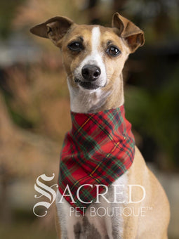 Italian greyhound dog wearing a purple poppy patterned ANZAC memorial bandana with 'Sacred Pet Boutique' watermark.