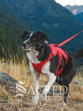 A black and white dog walking outdoors in a mountain setting, wearing a Ruffwear Red Canyon Web Master harness and leash. A large 'SACRED PET BOUTIQUE' watermark is visible across the lower portion of the image.