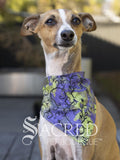 Dog wearing a purple and green spiders and web patterned bandana with 'Sacred Pet Boutique' logo in a garden