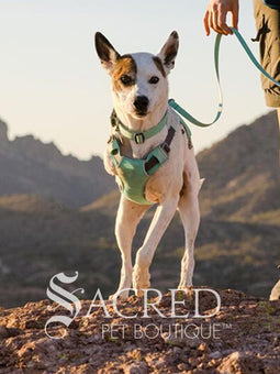 Swamp Cooler Dog Cooling Harness