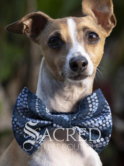 Dog wearing a blue bow tie with 'Sacred Pet Boutique' branding.