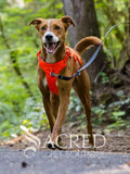 A brown and white dog walking on a forest path wearing a bright blaze orange harness with a blue leash attached. A 'Sacred Pet Boutique' watermark is visible at the bottom.
