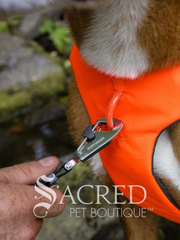 A brown and white dog walking on a forest path wearing a bright blaze orange harness with a blue leash attached. A 'Sacred Pet Boutique' watermark is visible at the bottom.