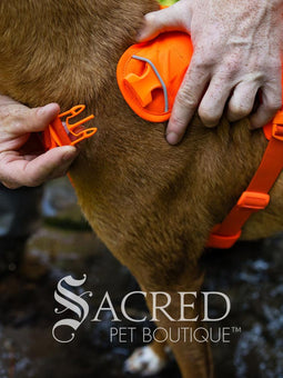 A brown and white dog walking on a forest path wearing a bright blaze orange harness with a blue leash attached. A 'Sacred Pet Boutique' watermark is visible at the bottom.