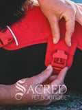 Close-up of a person's hands adjusting the red buckle strap of a Ruffwear red canyon Web Master dog harness, with the Sacred Pet Boutique logo overlaid at the bottom.