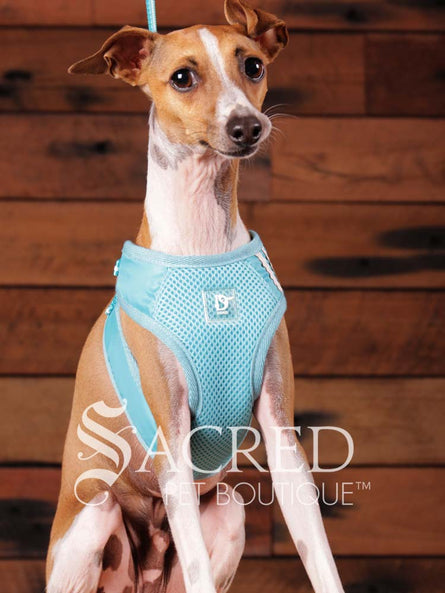 An Italian Greyhound dog is outfitted in an aqua, breathable mesh step in style harness which is designed for small dogs and cats. It provided a comfortable buckle free fit using a simple slide down clip. The dog is sitting upright in front of a rustic background of horizontal wood planks with a white Sacred Pet Boutique watermark at the bottom of the image. 