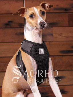 An Italian Greyhound dog wearing a black and white tuxedo style EasyGO pet harness with a bright red plush bow tie. A white fabric triangle mimics a formal dress shirt. The dog is sitting upright in front of a rustic background of horizontal wood planks with a white Sacred Pet Boutique watermark at the bottom of the image. 