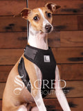 An Italian Greyhound dog is outfitted in a black, breathable mesh step in style harness which is designed for small dogs and cats. It provided a comfortable buckle free fit using a simple slide down clip. The dog is sitting upright in front of a rustic background of horizontal wood planks with a white Sacred Pet Boutique watermark at the bottom of the image. 