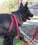 Dog Harness